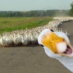 Сасный