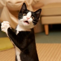 Смешной кот