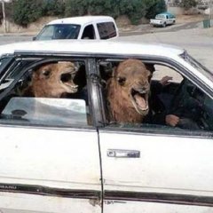 Верблюд в машине