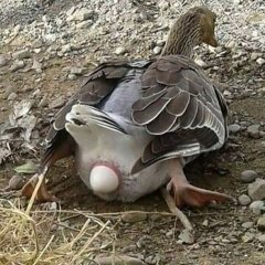 Яйцо вутке