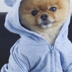 Жопа