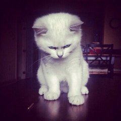 Злой кот