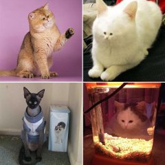 Больше котов