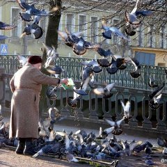 Голуби