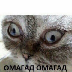 Коли зажмурив кацапа
