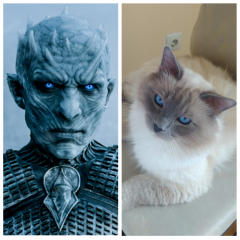 Король Ночи