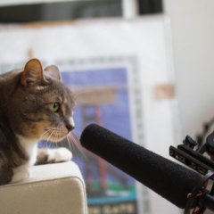 Кот микрофон