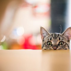 Кот