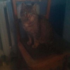 Кот