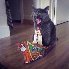 Котэ-пират