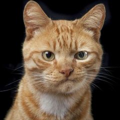 Котэ сомневается