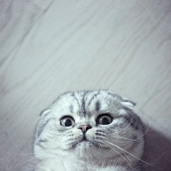 Котик смешной