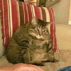 Котик