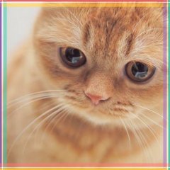 Котик