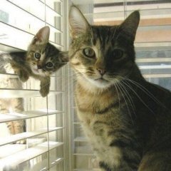 Котики