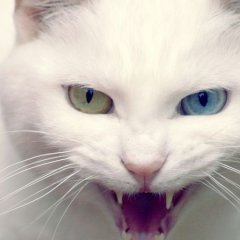 Коты воители