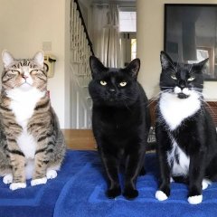 Коты