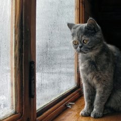 Котёнок