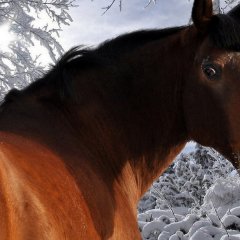 Лошадь