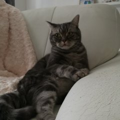 Недовольный кот