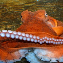 Octopus