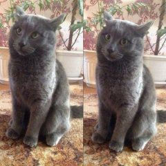 Русский кот ну не думаю