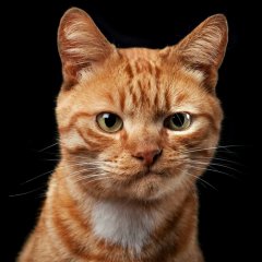 Рыжий кот скептик