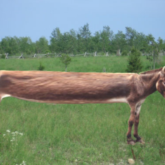 Самый длинный в мире осел