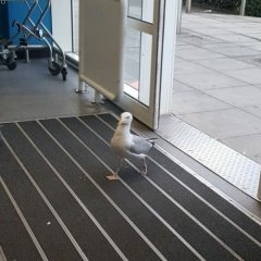 Serious bird