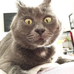 Смешной кот