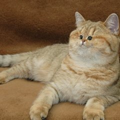 Удивленный кот