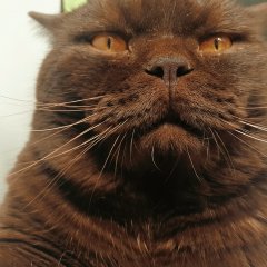 Властный котэ