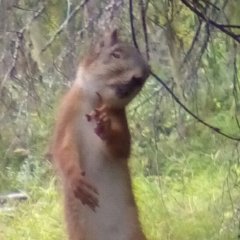 А ниуя