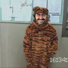 Ашотик бородач тигр