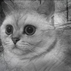 Бубенцы