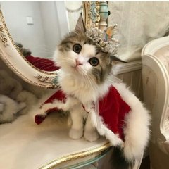 Королевская жила