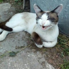 Кошара ржет