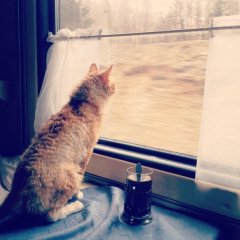 Кошка смотрит в окно поезда