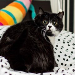 Кот  болельщик