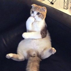 Кот бол