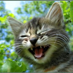 Кот смеется