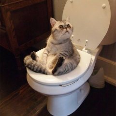 Кот в туалете