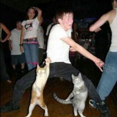 Котэ на дискотеке