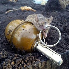 Крыса
