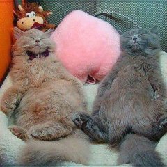 Мем