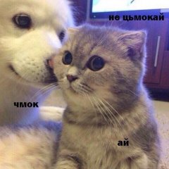 Ой да