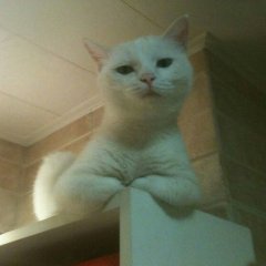 Рр