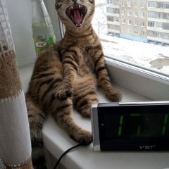 Ржущий кот