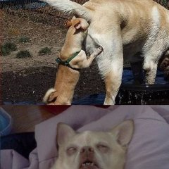 Собака