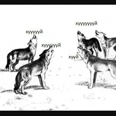 Волки воют